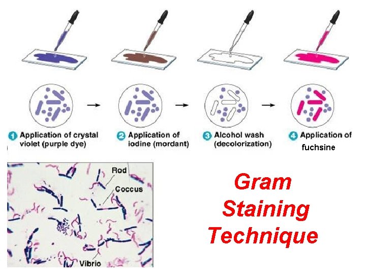 fuchsine Gram Staining Technique 