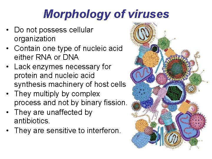 Morphology of viruses • Do not possess cellular organization • Contain one type of