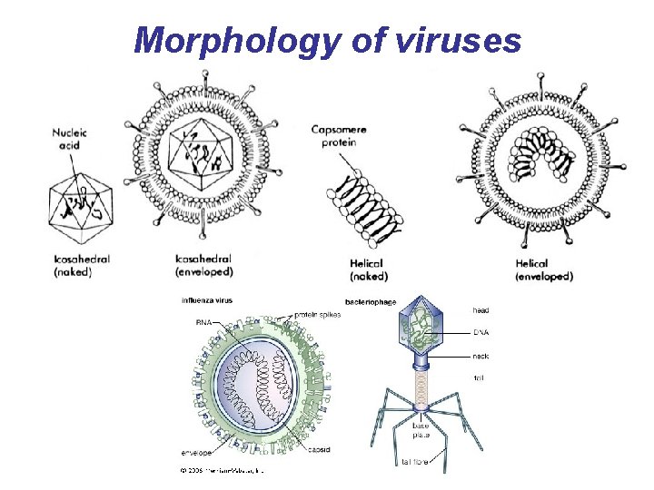 Morphology of viruses 