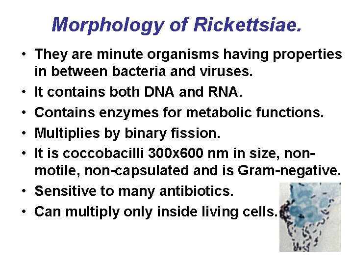 Morphology of Rickettsiae. • They are minute organisms having properties in between bacteria and