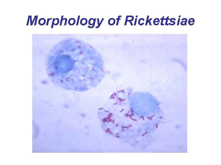 Morphology of Rickettsiae 