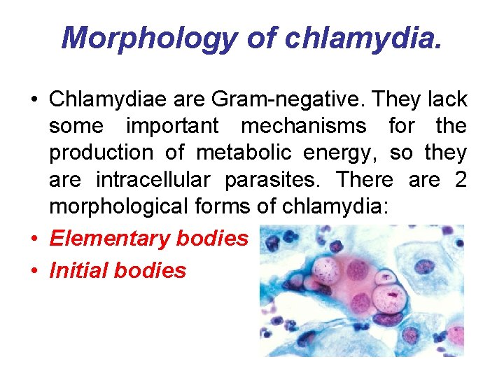 Morphology of chlamydia. • Chlamydiae are Gram-negative. They lack some important mechanisms for the