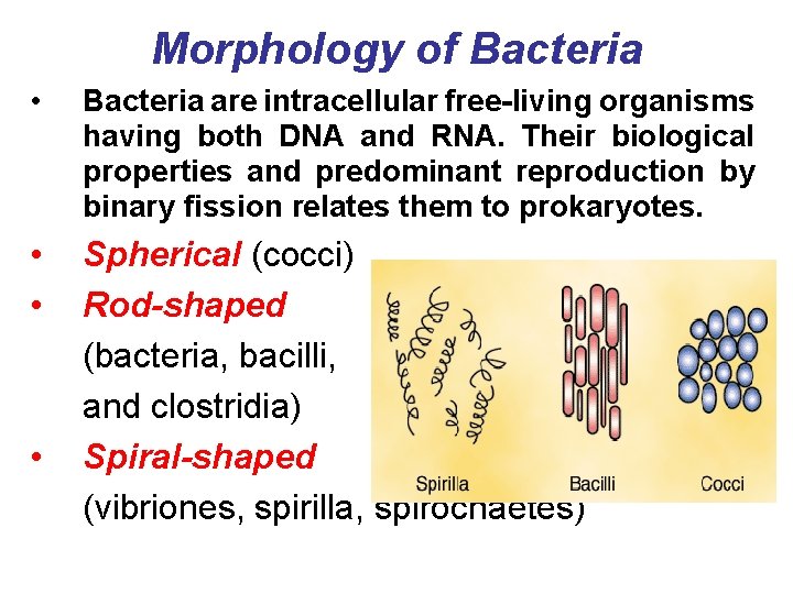 Morphology of Bacteria • Bacteria are intracellular free-living organisms having both DNA and RNA.