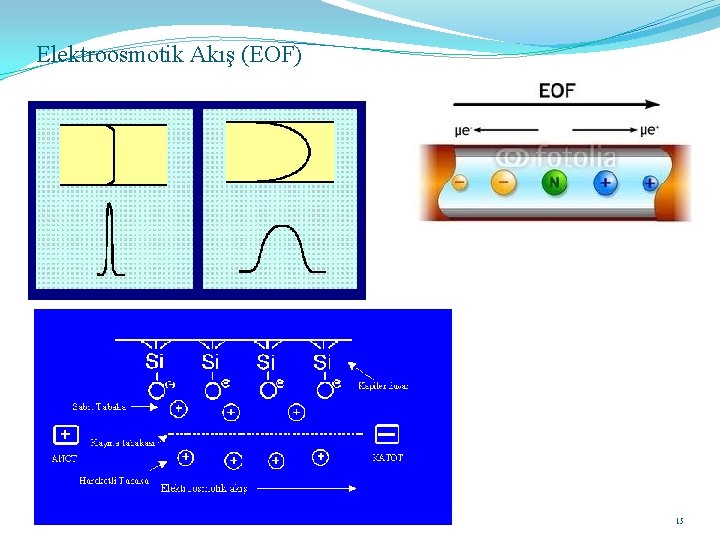 Elektroosmotik Akış (EOF) 15 