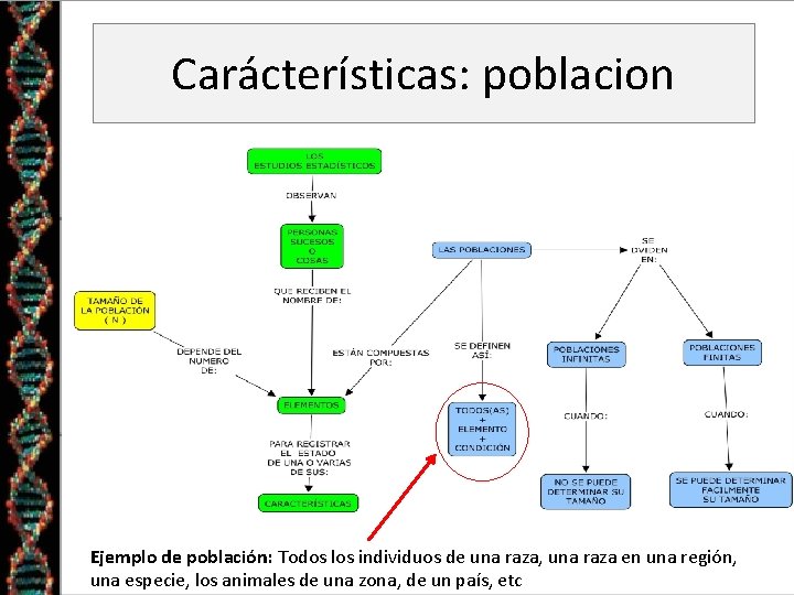 Carácterísticas: poblacion Ejemplo de población: Todos los individuos de una raza, una raza en