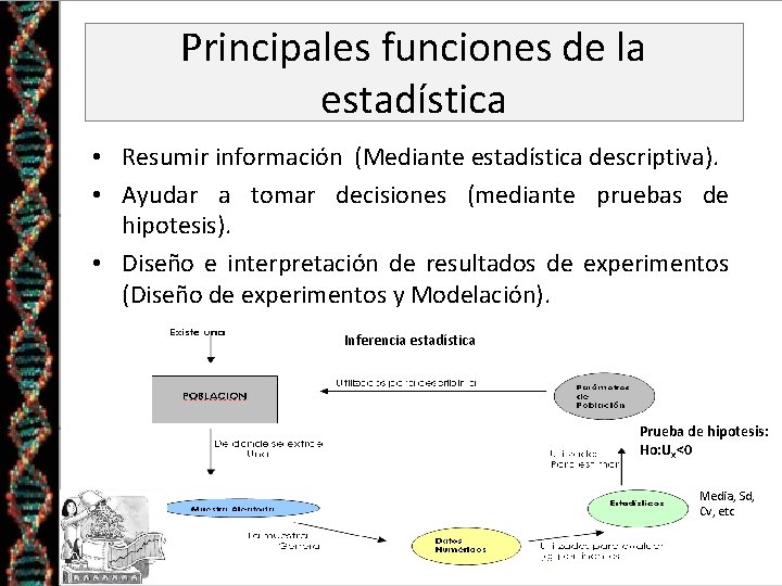 Principales funciones de la estadística • Resumir información (Mediante estadística descriptiva). • Ayudar a Principales funciones de la estadística • Resumir información (Mediante estadística descriptiva). • Ayudar a