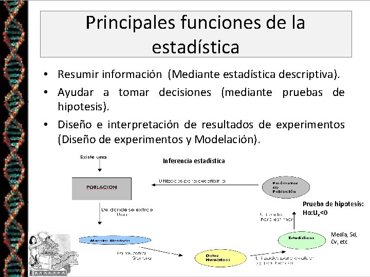 Principales funciones de la estadística • Resumir información (Mediante estadística descriptiva). • Ayudar a