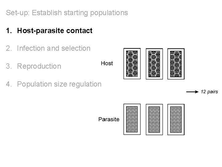 Set-up: Establish starting populations 1. Host-parasite contact 2. Infection and selection 3. Reproduction 4.