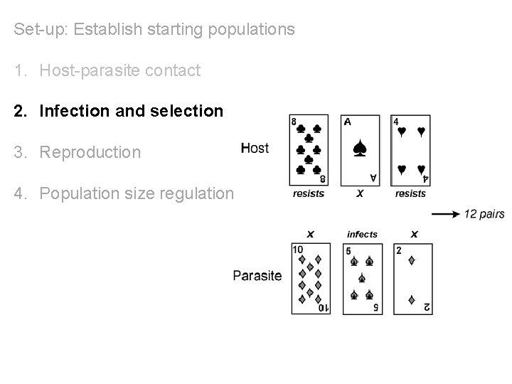 Set-up: Establish starting populations 1. Host-parasite contact 2. Infection and selection 3. Reproduction 4.