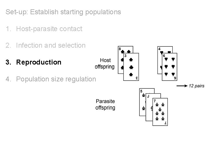 Set-up: Establish starting populations 1. Host-parasite contact 2. Infection and selection 3. Reproduction 4.