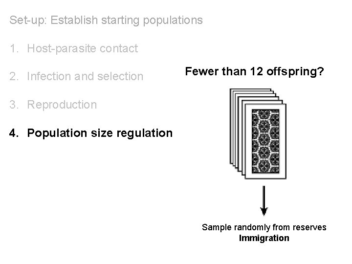 Set-up: Establish starting populations 1. Host-parasite contact 2. Infection and selection Fewer than 12