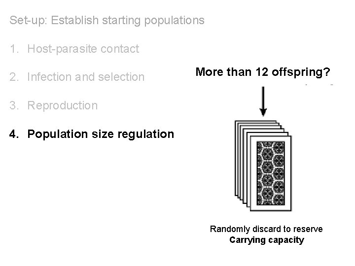 Set-up: Establish starting populations 1. Host-parasite contact 2. Infection and selection More than 12