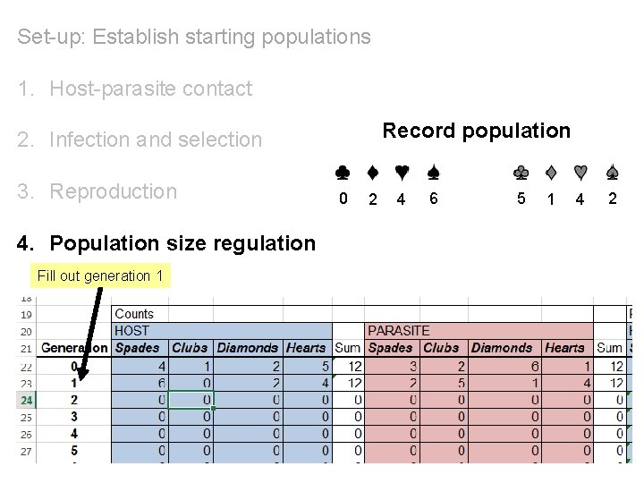 Set-up: Establish starting populations 1. Host-parasite contact Record population 2. Infection and selection 3.