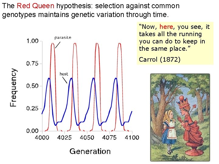 The Red Queen hypothesis: selection against common genotypes maintains genetic variation through time. “Now,