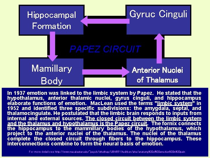 Hippocampal Formation Gyruc Cinguli PAPEZ CIRCUIT Mamillary Body Anterior Nuclei of Thalamus In 1937