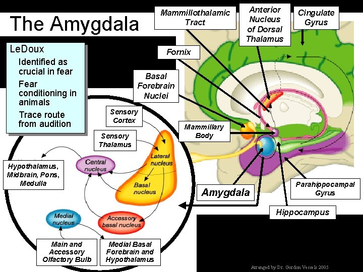 The Amygdala Le. Doux Identified as crucial in fear Fear conditioning in animals Trace