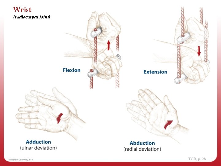 Wrist (radiocarpal joint) 