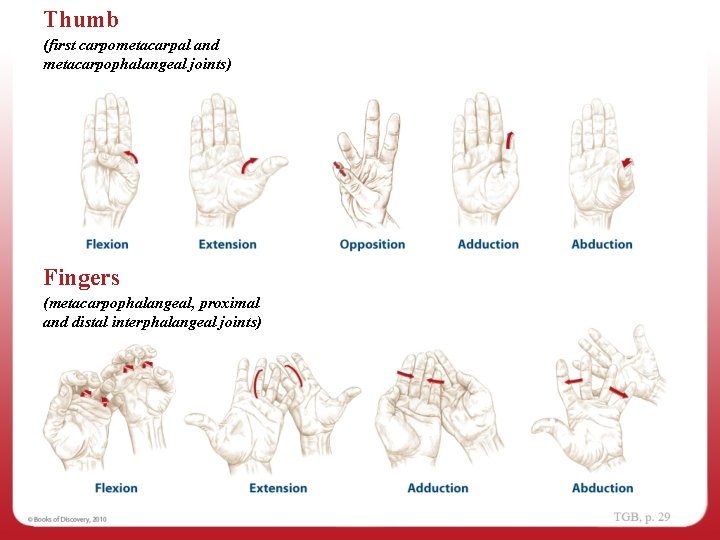 Thumb (first carpometacarpal and metacarpophalangeal joints) Fingers (metacarpophalangeal, proximal and distal interphalangeal joints) 