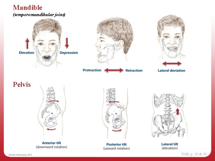 Mandible (temporomandibular joint) Pelvis 