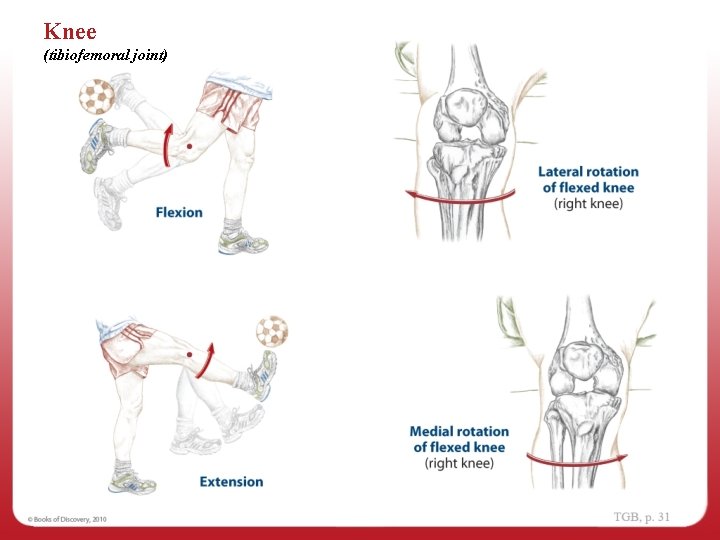 Knee (tibiofemoral joint) 