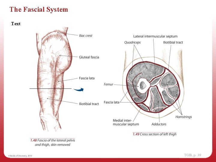 The Fascial System Text 