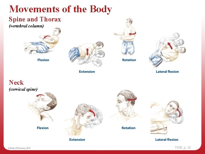 Movements of the Body Spine and Thorax (vertebral column) Neck (cervical spine) 