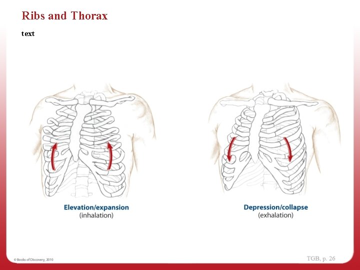 Ribs and Thorax text 