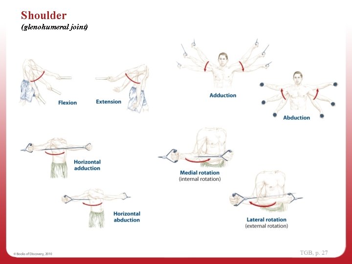 Shoulder (glenohumeral joint) 