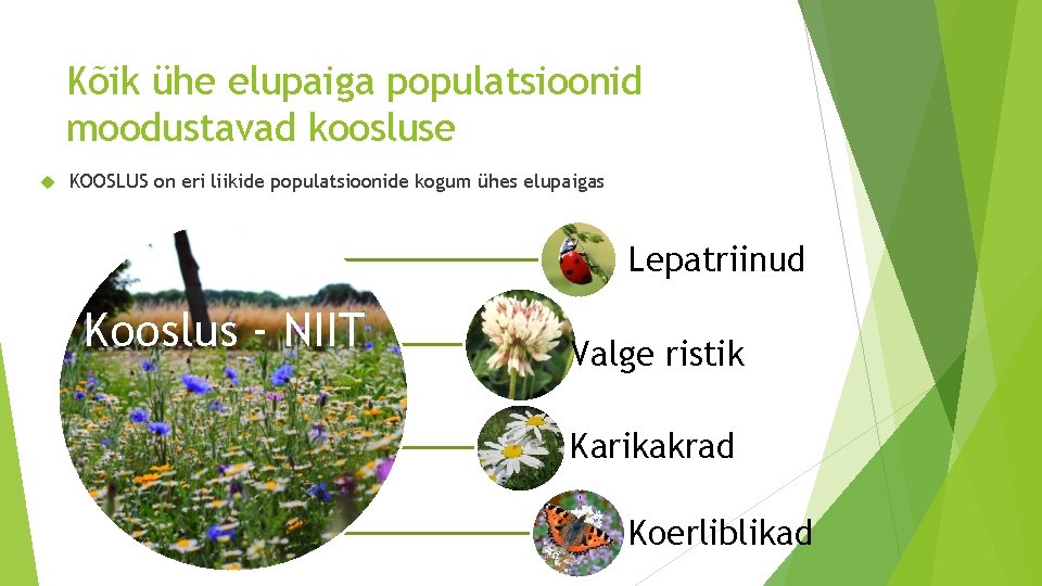 Kõik ühe elupaiga populatsioonid moodustavad koosluse KOOSLUS on eri liikide populatsioonide kogum ühes elupaigas