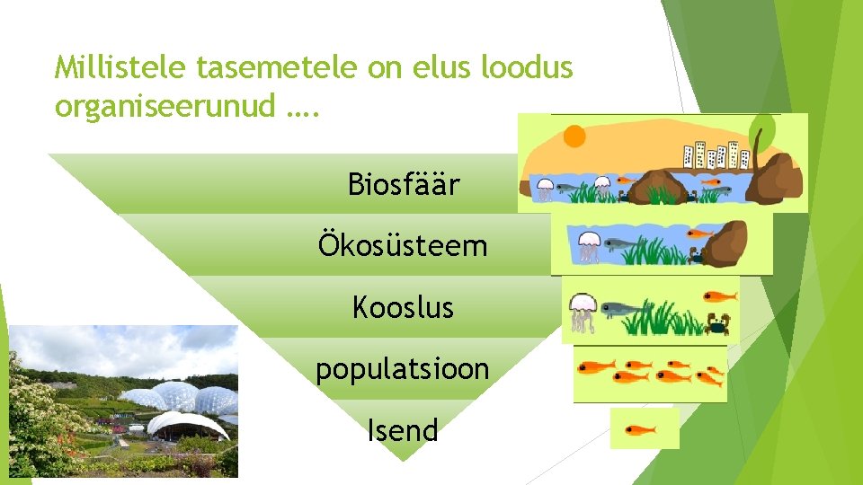 Millistele tasemetele on elus loodus organiseerunud …. Biosfäär Ökosüsteem Kooslus populatsioon Isend 