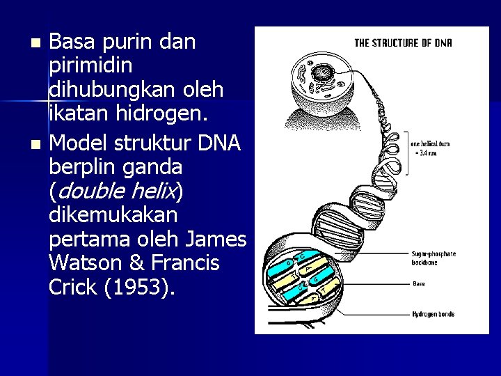 Basa purin dan pirimidin dihubungkan oleh ikatan hidrogen. n Model struktur DNA berplin ganda