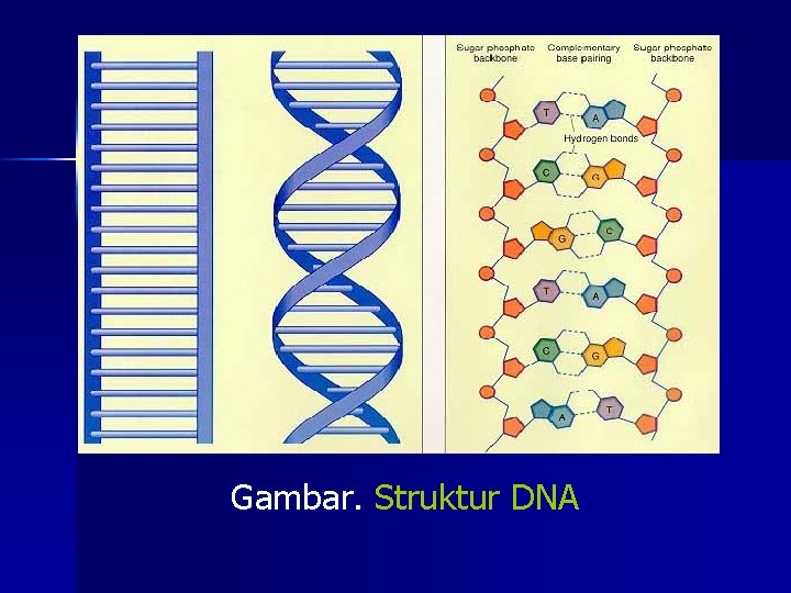 Gambar. Struktur DNA 