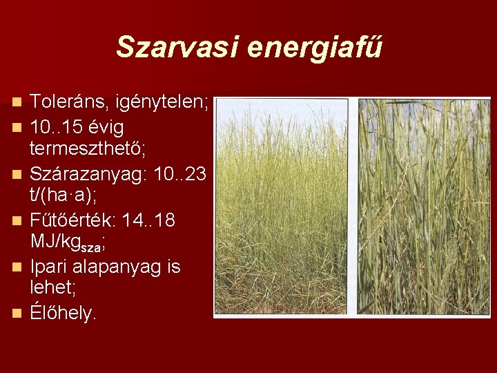 Szarvasi energiafű n n n Toleráns, igénytelen; 10. . 15 évig termeszthető; Szárazanyag: 10.