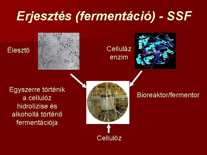 Erjesztés (fermentáció) - SSF Élesztő Celluláz enzim Egyszerre történik a cellulóz hidrolízise és alkohollá