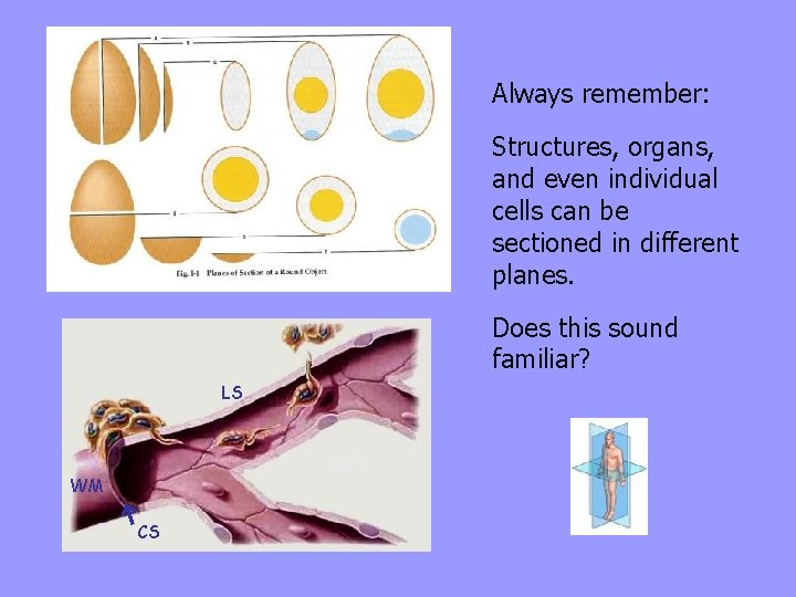 Always remember: Structures, organs, and even individual cells can be sectioned in different planes.