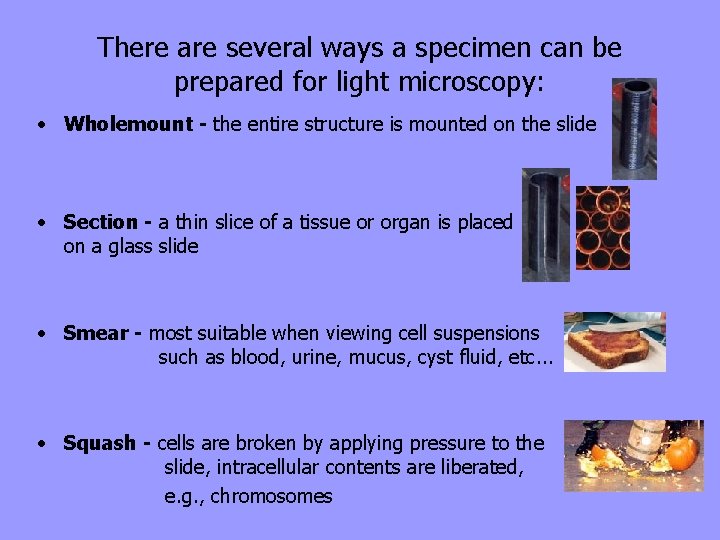 There are several ways a specimen can be prepared for light microscopy: • Wholemount