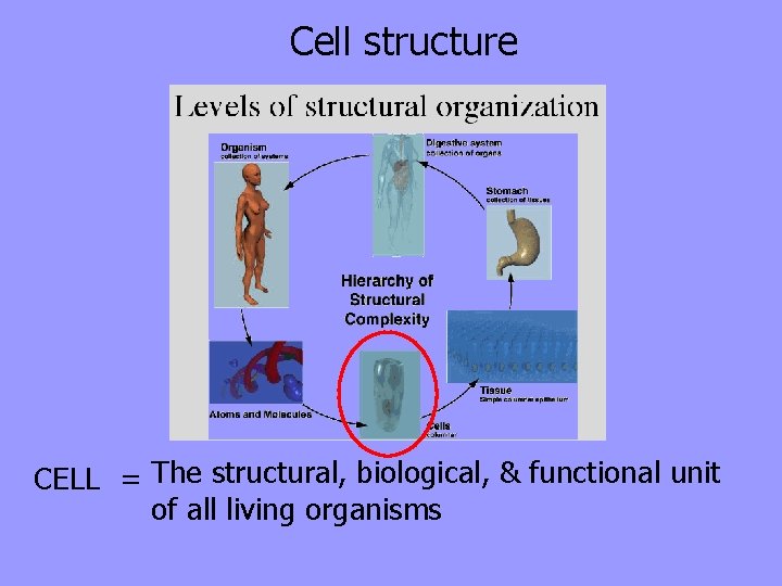 Cell structure CELL = The structural, biological, & functional unit of all living organisms