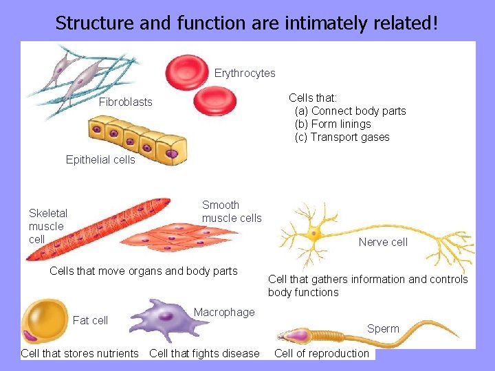 Structure and function are intimately related! Erythrocytes Cells that: (a) Connect body parts (b)