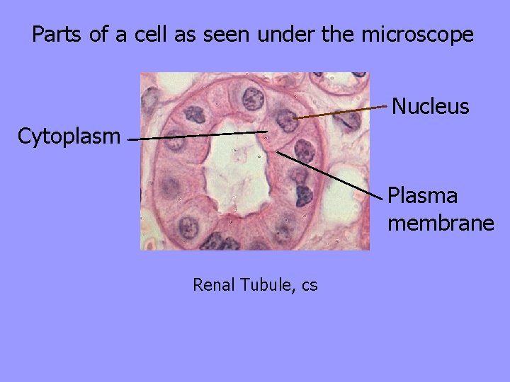 Parts of a cell as seen under the microscope Nucleus Cytoplasm Plasma membrane Renal