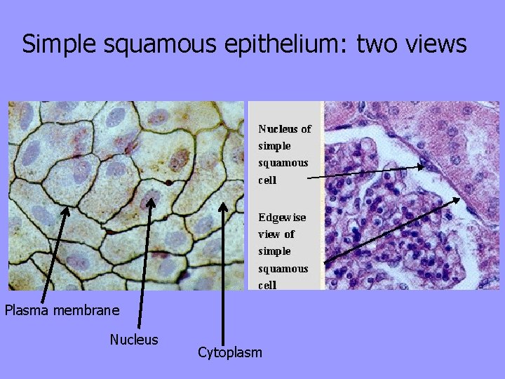 Simple squamous epithelium: two views Plasma membrane Nucleus Cytoplasm 