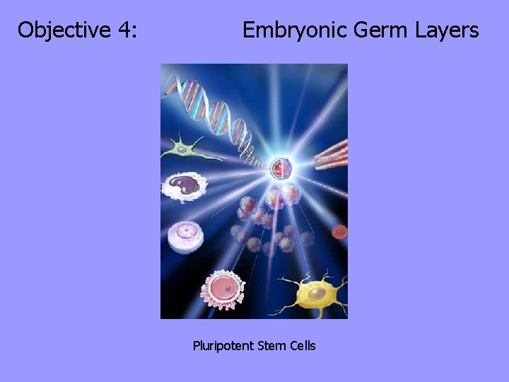 Objective 4: Embryonic Germ Layers Pluripotent Stem Cells 