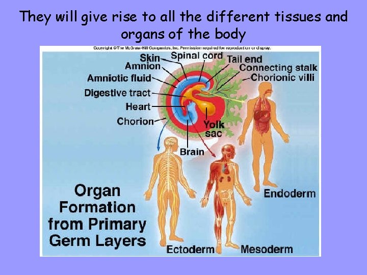 They will give rise to all the different tissues and organs of the body