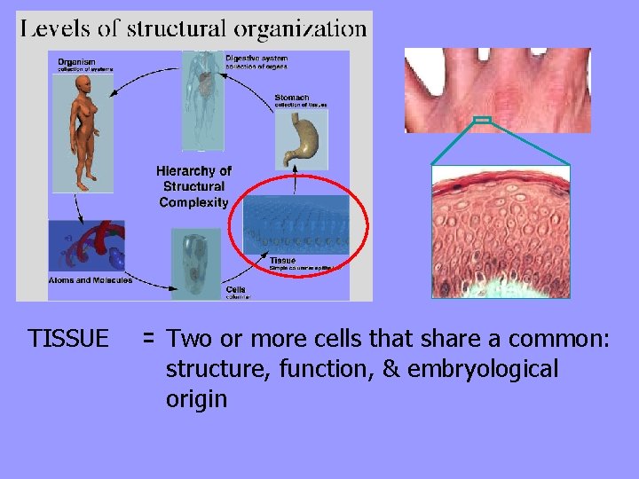 TISSUE = Two or more cells that share a common: structure, function, & embryological