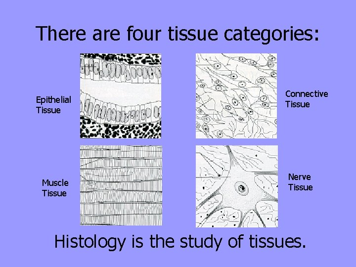 There are four tissue categories: Epithelial Tissue Muscle Tissue Connective Tissue Nerve Tissue Histology