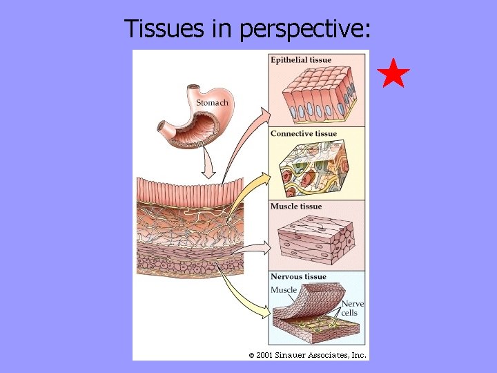 Tissues in perspective: 