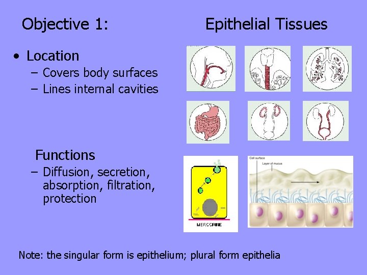 Objective 1: Epithelial Tissues • Location – Covers body surfaces – Lines internal cavities