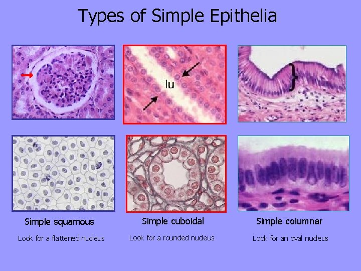 Types of Simple Epithelia Simple squamous Look for a flattened nucleus Simple cuboidal Simple
