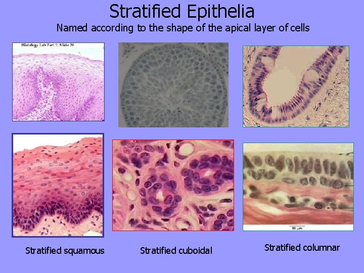 Stratified Epithelia Named according to the shape of the apical layer of cells Stratified