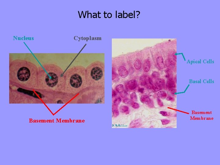What to label? Nucleus Cytoplasm Apical Cells Basement Membrane 