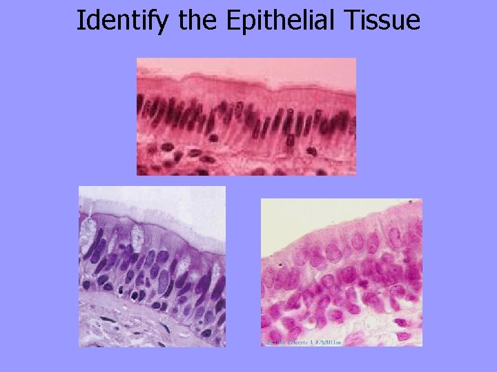 Identify the Epithelial Tissue 